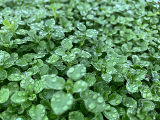 Blurred Fresh green grass close-up on the lawn. View from the bottom of the grass. Summer. dew drops on the grass.