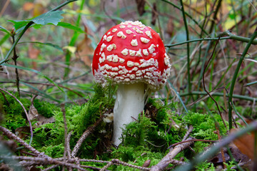 Close up of a fly agaric mushroom, also called Amanita muscaria or Fliegenpilz