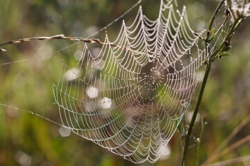 beautiful spider web with raindrops in the morning sunlight