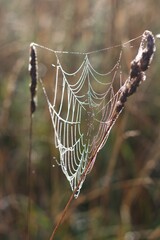 beautiful spider web with raindrops in the morning sunlight