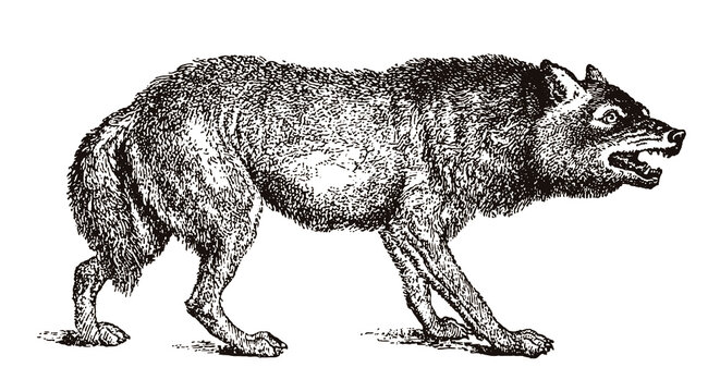 Aggressive wolf canis lupus with open mouth, showing teeth, after engraving from 19th century
