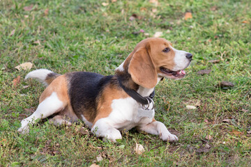 Cute english beagle puppy is lying on a green grass in the autumn park. Pet animals.