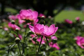 Fototapeta premium Blühende Blumen im Park in Warschau