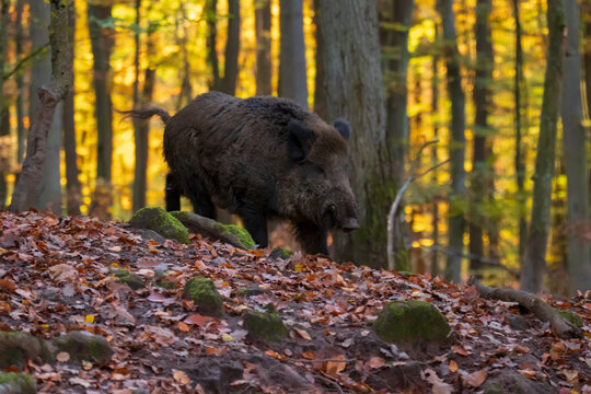 Foraging of the wild boars in the forest in their natural environmental