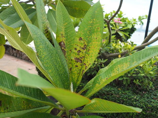 Frangipani or Plumeria leaves are infected with Coleosporium plumeriae Pat or the rust fungus....