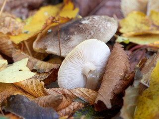 large flat grey mushroom next to upturned mushroom exposing white gills and broken stalk
