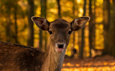 Reh, süß, putzig, nahaufnahme, deer, tier, wild lebende tiere, säugetier, natur, wild, hirschkuh, wald, braun, bock, gras, antilope, park, weiß, reh, tier, hübsch, jung, kitz, jagd, fell, ohr, ausserh