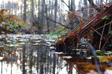 river in the park