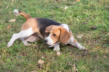 Cute tricolor english beagle puppy is lying on a green grass in the autumn park. Pet animals.