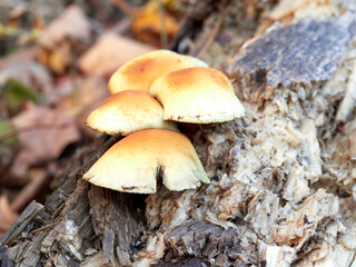 Small brown mushrooms growing on a log in woodland in autumn