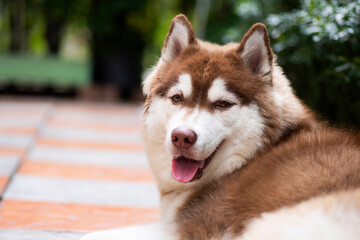 Siberian Husky Portrait Turned to look with gentle eyes  Natural background