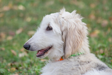 Portrait of cute afghan hound puppy in the autumn park. Close up. Three month old. Pet animals.