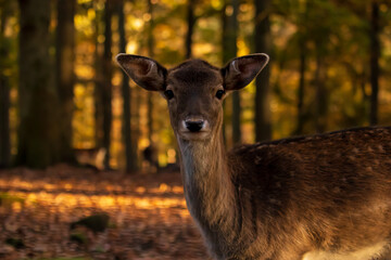 Fototapeta premium Reh, süß, putzig, nahaufnahme, deer, tier, wild lebende tiere, säugetier, natur, wild, hirschkuh, wald, braun, bock, gras, antilope, park, weiß, reh, tier, hübsch, jung, kitz, jagd, fell, ohr, ausserh