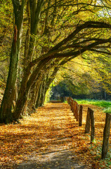 Waldweg und Herbstlaub bei Haan-Gruiten im Herbst