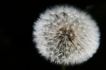 Close up of a dandelion seedhead