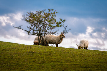 Fototapeta premium Grazing sheep on the top of a hill under a lonely tree on a cloudy autumn afternoon