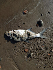 Dead fish on the beach. Water pollution concept image