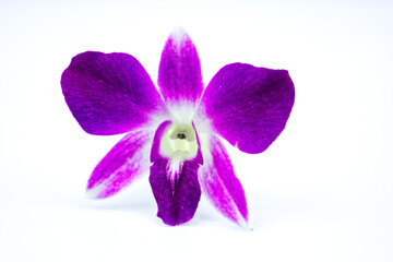 single purple orchid on the white background