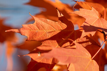 fall leaves have vibrant  colors background