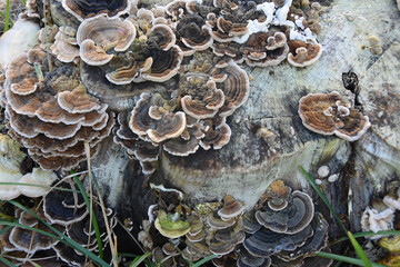 mushrooms on a stump