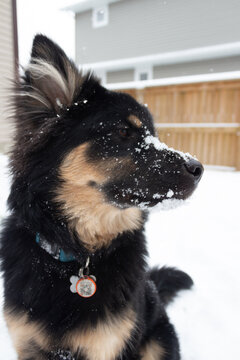 perro de perfil mezcla de pastor aleman con husky jugando con nieve en la nariz