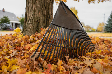 leaf rake with colorful fall leaves is rady to go to work - obrazy, fototapety, plakaty