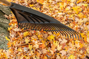 leaf rake with colorful fall leaves is rady to go to work - obrazy, fototapety, plakaty