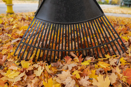 leaf rake with colorful fall leaves is rady to go to work