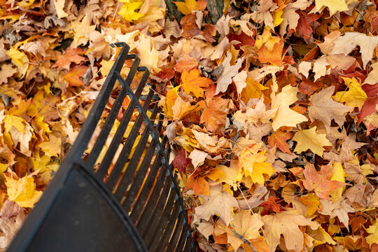 leaf rake with colorful fall leaves is rady to go to work