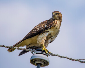 Red Tailed Hawk