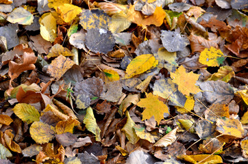 Fallen yellow leaves on the ground. Autumn maple leaf background. Dress warmer, go walking, the weather is cold