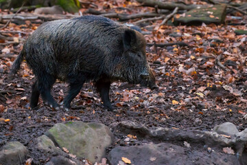 Foraging of the wild boars in the forest in their natural environmental