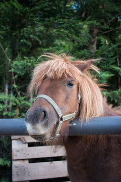 brown pony on the fence