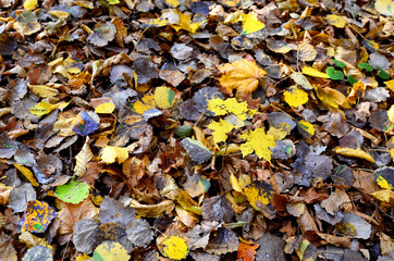 Fallen yellow leaves on the ground. Autumn maple leaf background. Dress warmer, go walking, the weather is cold