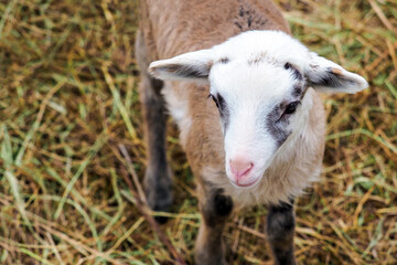 Obraz premium Portrait of a young beige lamb of Romanov breed on hay background, top view. Sheep at the home farm
