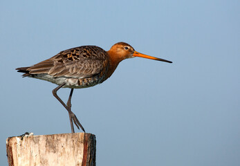 Black-tailed Godwit, Limosa limosa