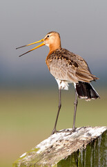 Black-tailed Godwit, Limosa limosa