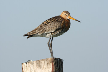 Black-tailed Godwit, Limosa limosa