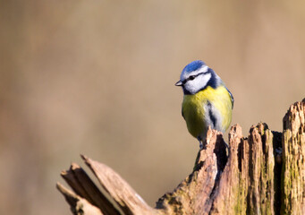 Naklejka premium Blue Tit, Cyanistes caeruleus