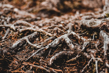 close up of tree