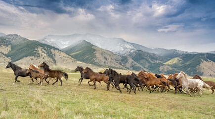 Wild horse stampede,Montana - obrazy, fototapety, plakaty