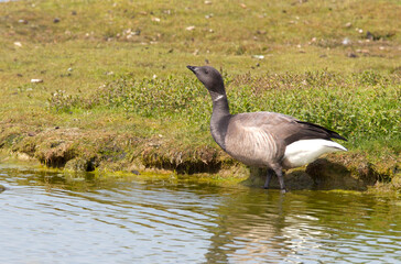 Dark-bellied Brent Goose, Branta bernicla