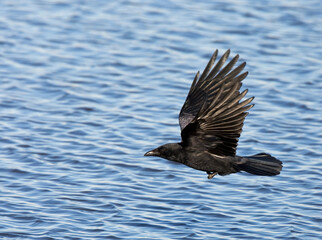 Carrion Crow, Corvus corone