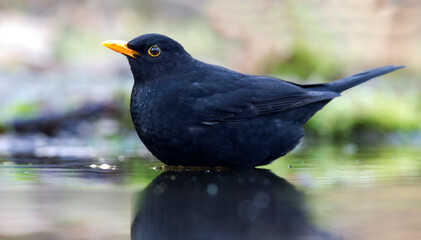 Common Blackbird, Turdus merula