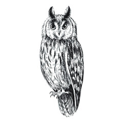 Long-eared owl sketch isolated on white background. Vintage bird vector illustration.