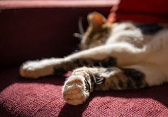 A Cat Sleeping in the Sunlight