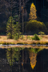 Herbst am Ellbachsee, Schwarzwald