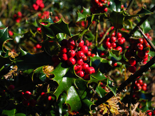portrait of a holly plant