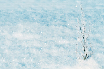 Winter frosty landscape on a sunny day. Fluffy snow, the branch is dusted with snow and covered with ice crystals, space for text