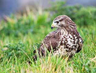 Common Buzzard, Buteo buteo